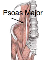Psoas muscle tension can affect engagement into pelvic inlet